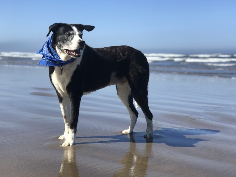 A dog on the beach, ready for grounding techniques for animal healing.
