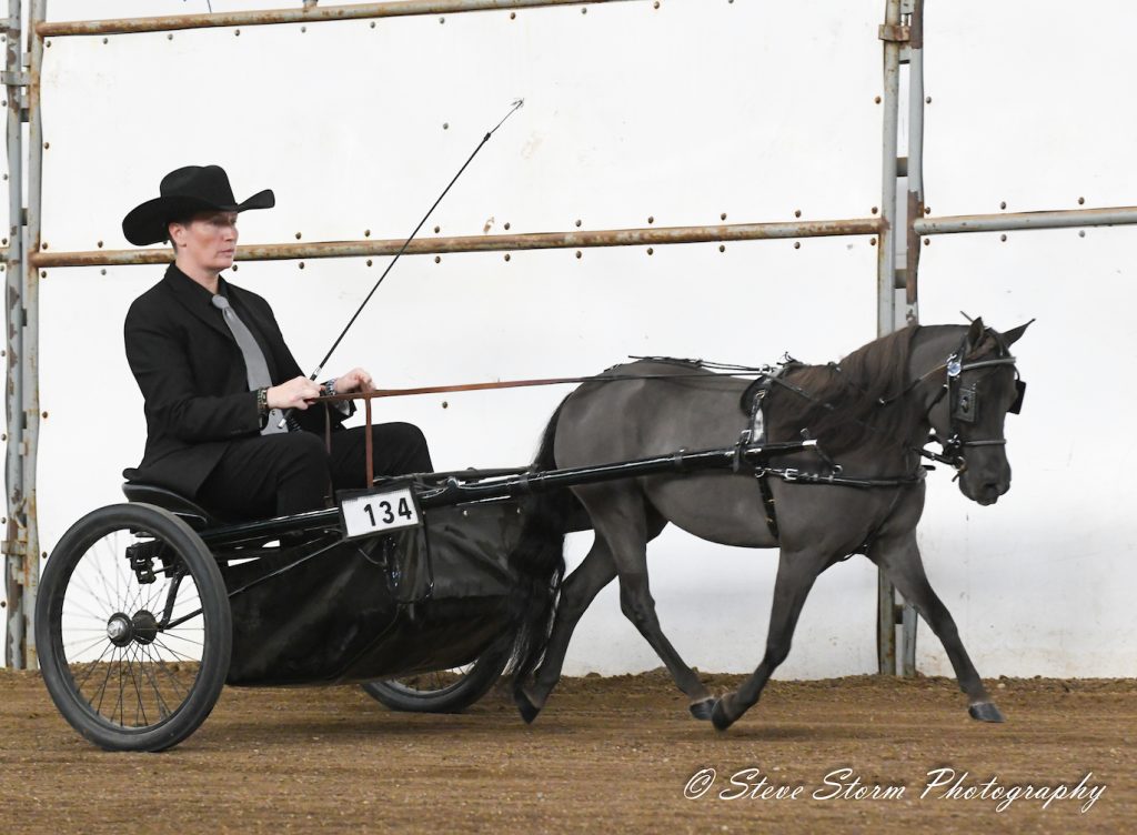 A light black miniature horse being driven in a fine harness and show cart by a non-binary person wearing a black suit, silver tie, and black Western style hat.
