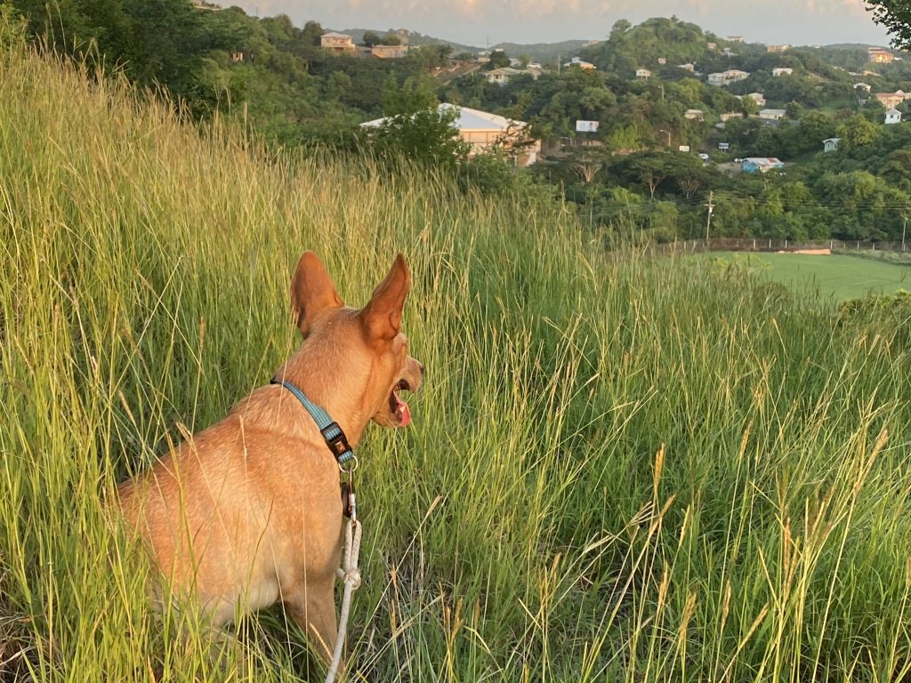 A yellow dog exercising in long green grass