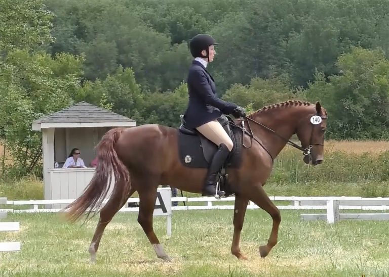 The backyard eventer starts off their eventing career, riding their chestnut Morgan gelding in a dressage test, shown here at a walk. The horse is braided with a black dressage saddle pad, and the rider is wearing a navy blue coat, tan breeches, and black helmet.