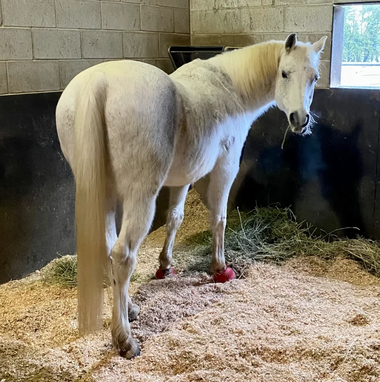 A grey horse looking at the camera, wondering when the animal communicators will start to listen.