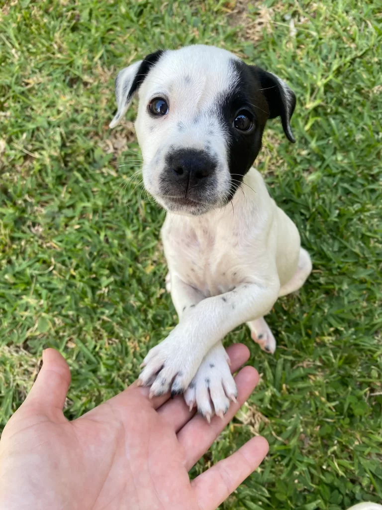 An adorable black and white puppy gazing into the camera with soulful eyes, front paws crossed on the outstretched hand of the photographer.