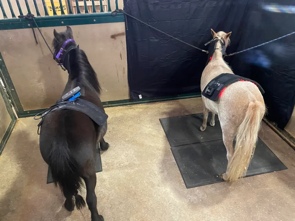 Two miniature horses getting red light and infrared light treatments side by side.