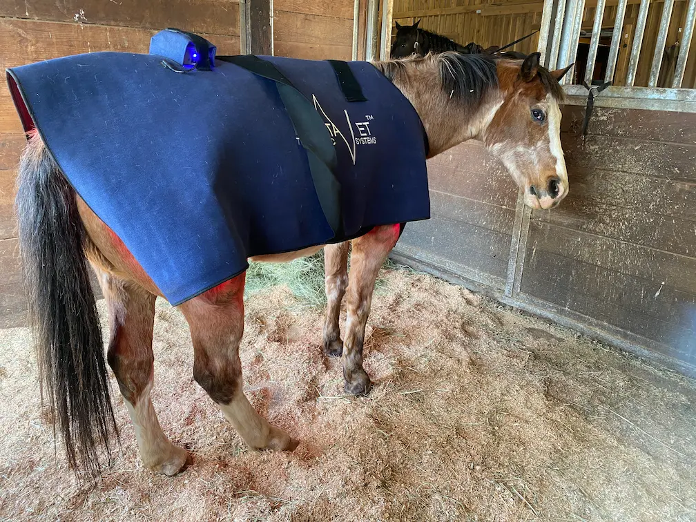 Light therapy for pets includes red light and infrared light, as shown here on a red roan pony via RevitaVet blanket.