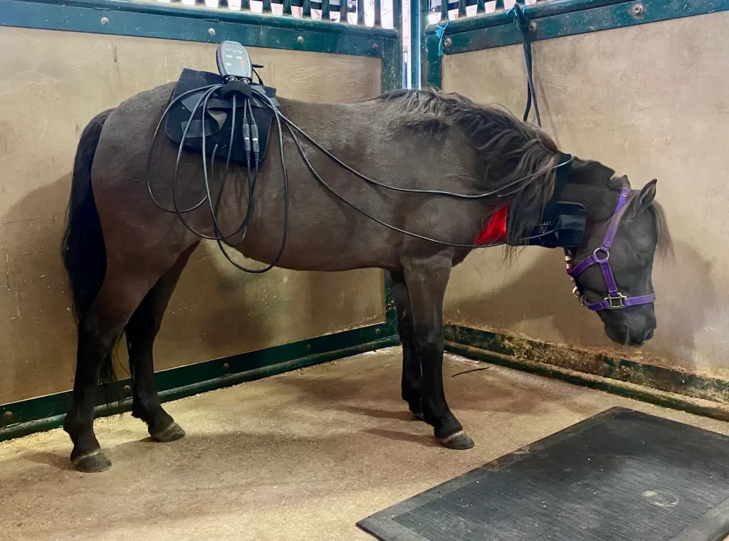 Red light and infrared light system running on a smokey black miniature mare, providing light therapy for animals