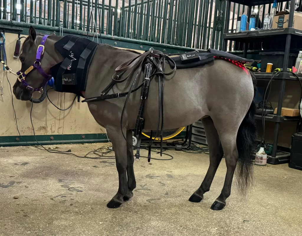A miniature horse wearing red light pads while harnessed and waiting for a show class to start. 